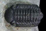 Austerops Trilobite - Nice Eye Facets #127180-2